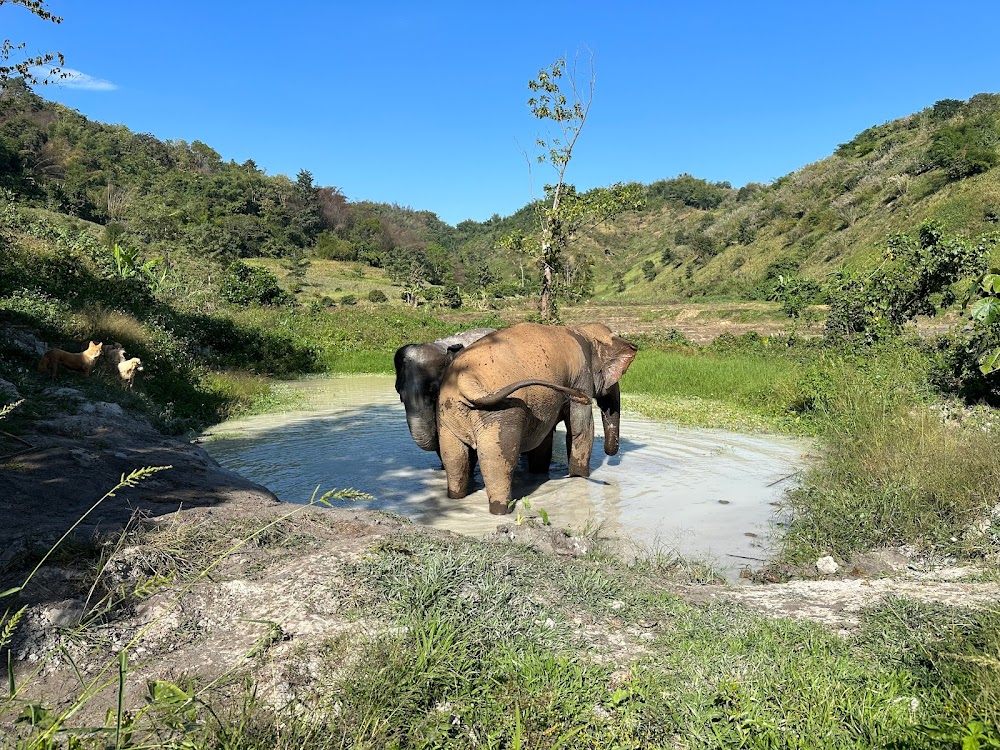 Elephant Steps Chiang Rai