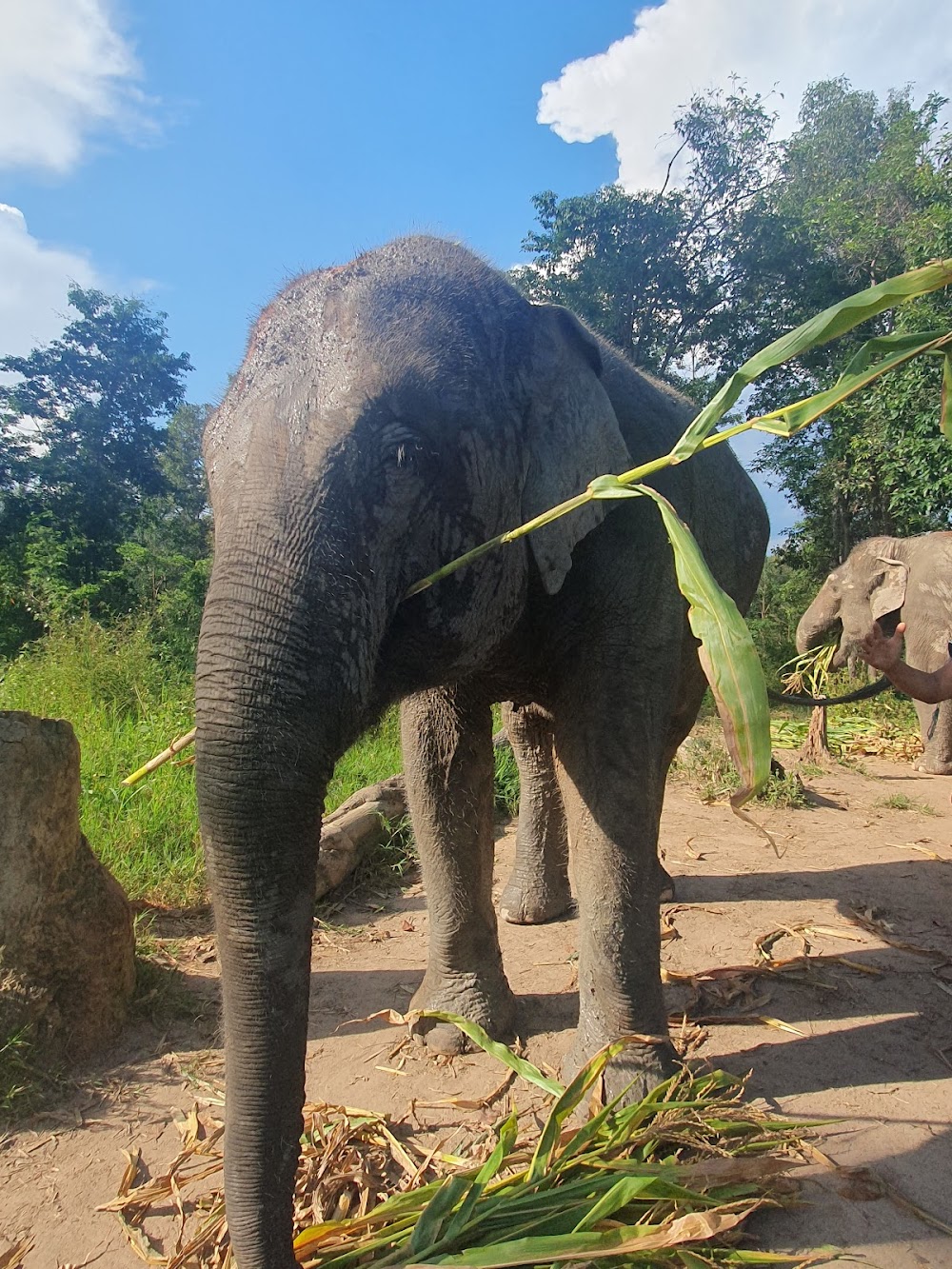 Elephant Village Sanctuary