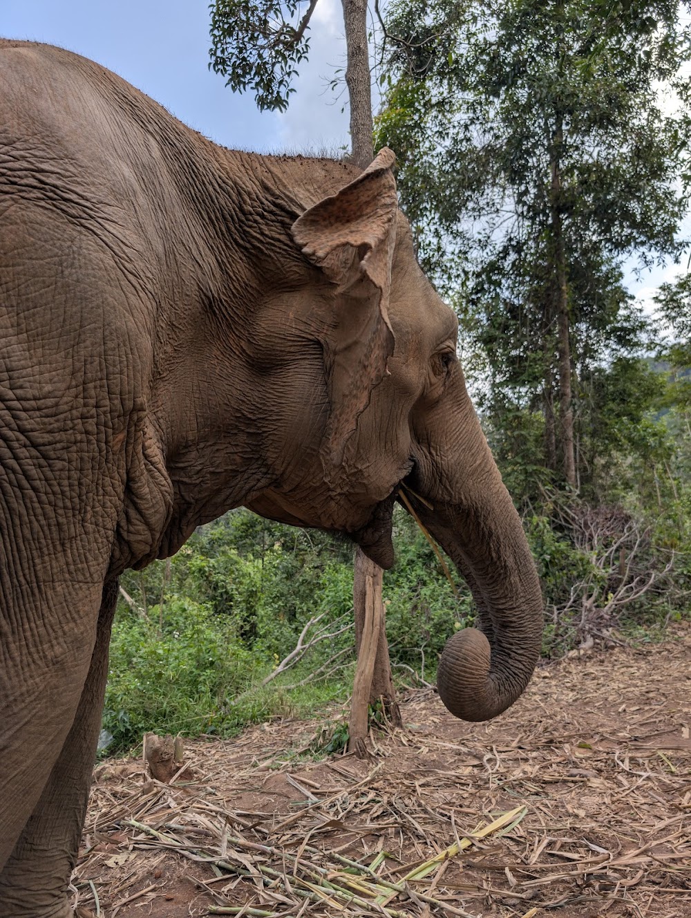 Elephant Village Sanctuary