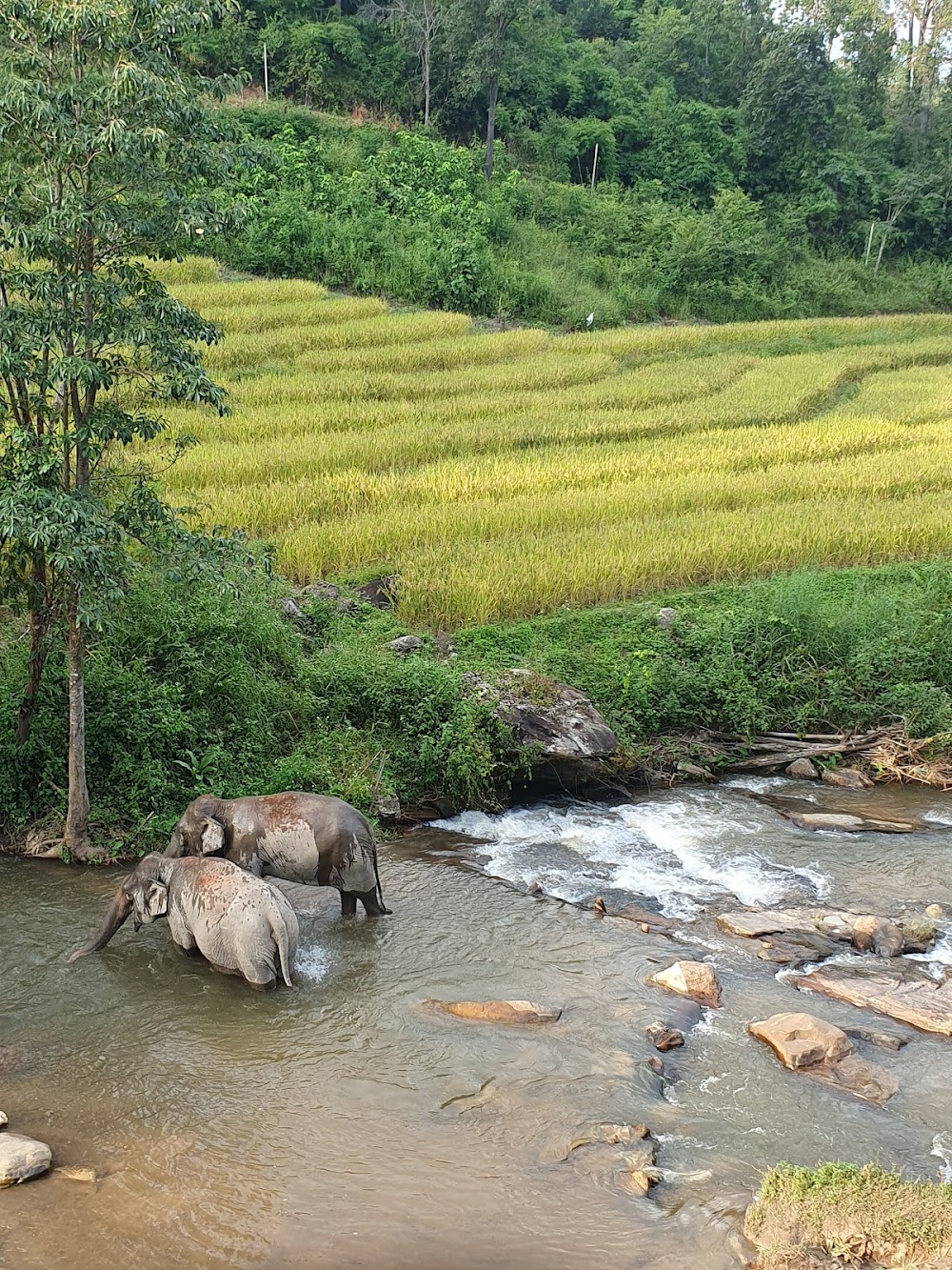 Elephant Village Sanctuary