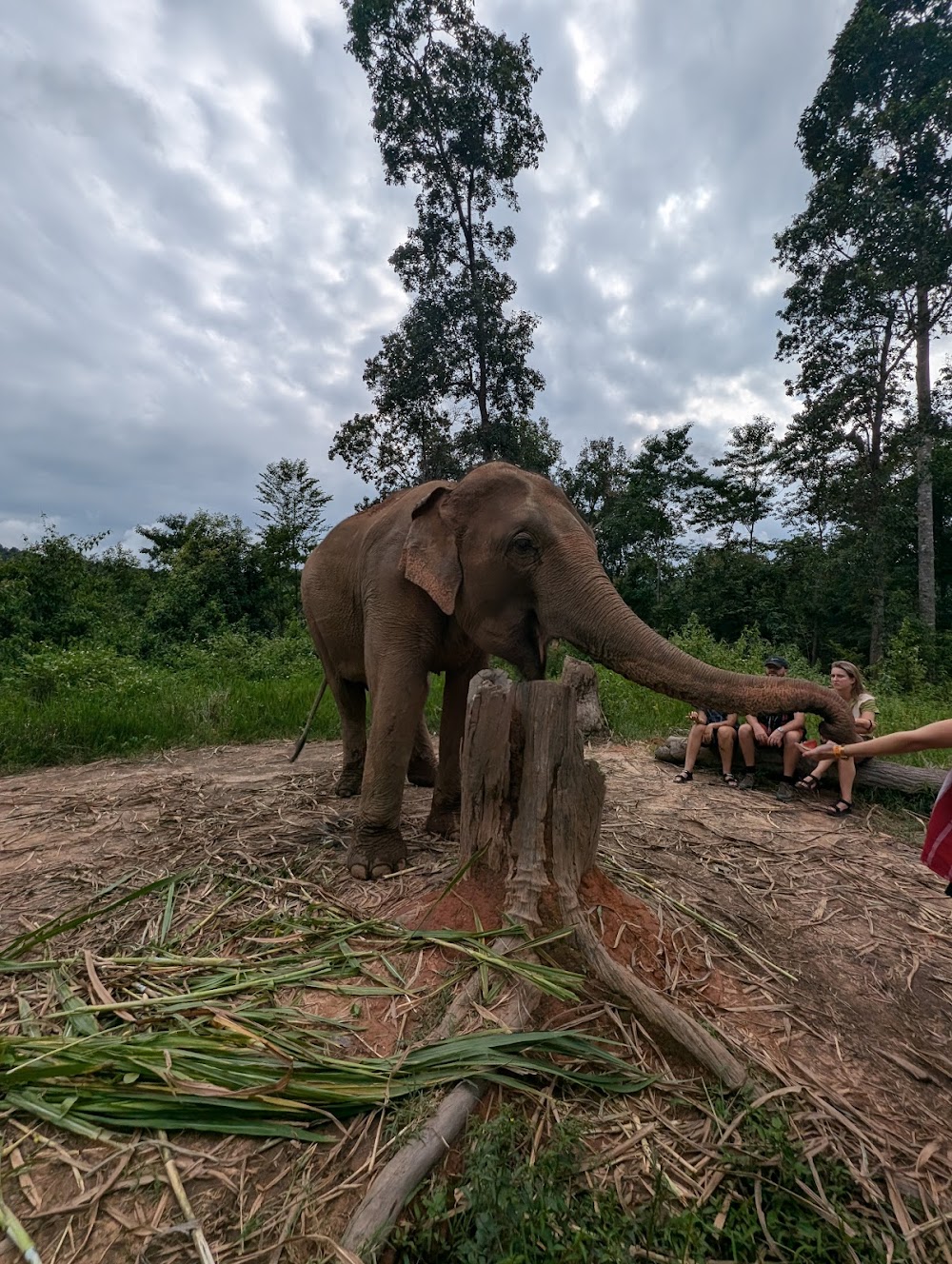 Elephant Village Sanctuary