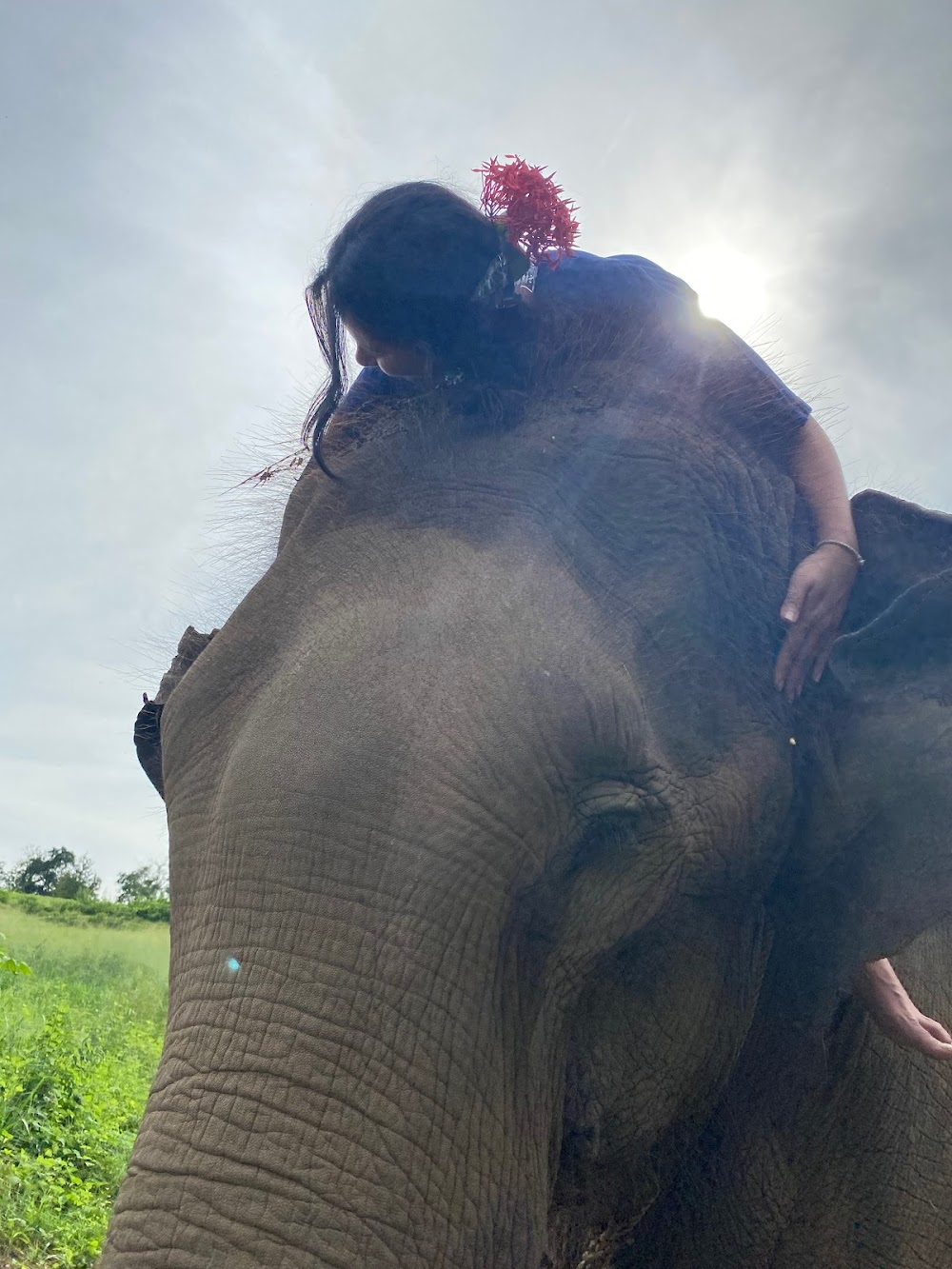 Elephants’ Home & Nature