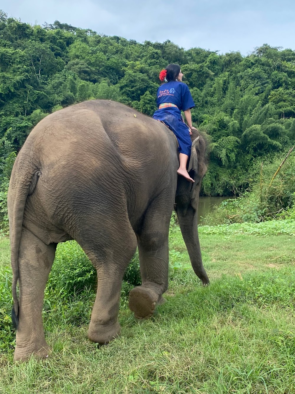 Elephants’ Home & Nature