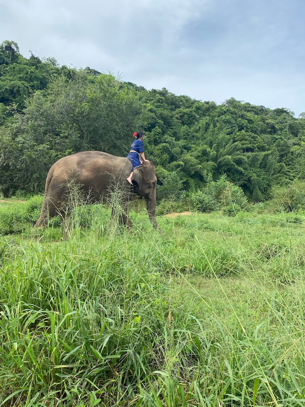 Elephants’ Home & Nature