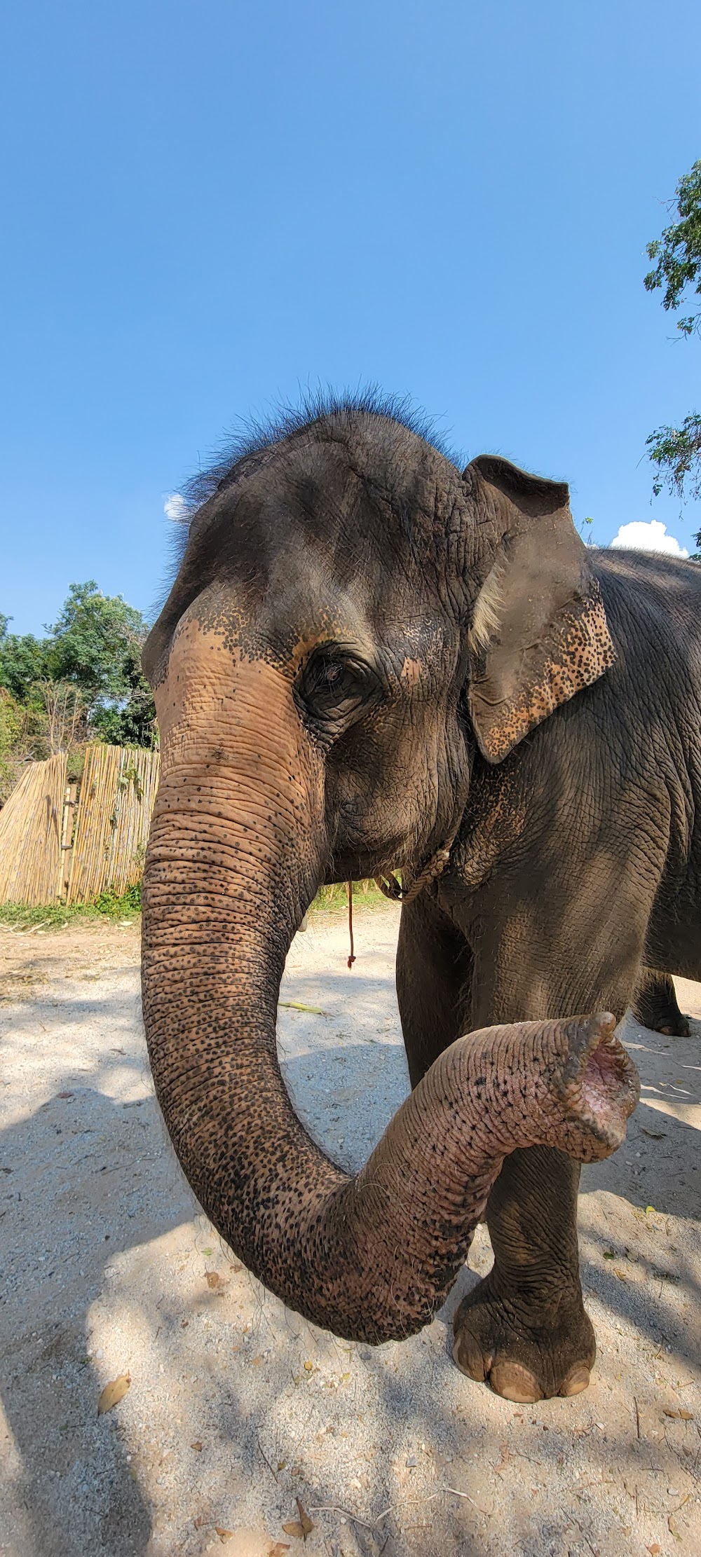 Elephants’ Home & Nature