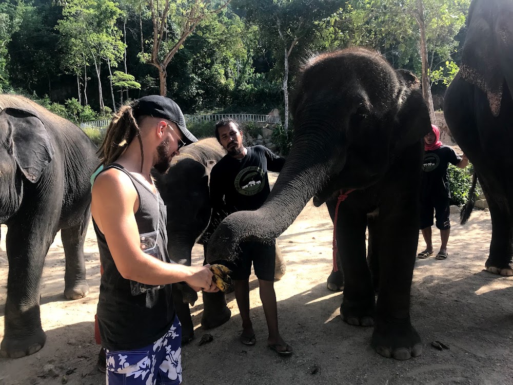 Elephants At 9 Dee Phuket
