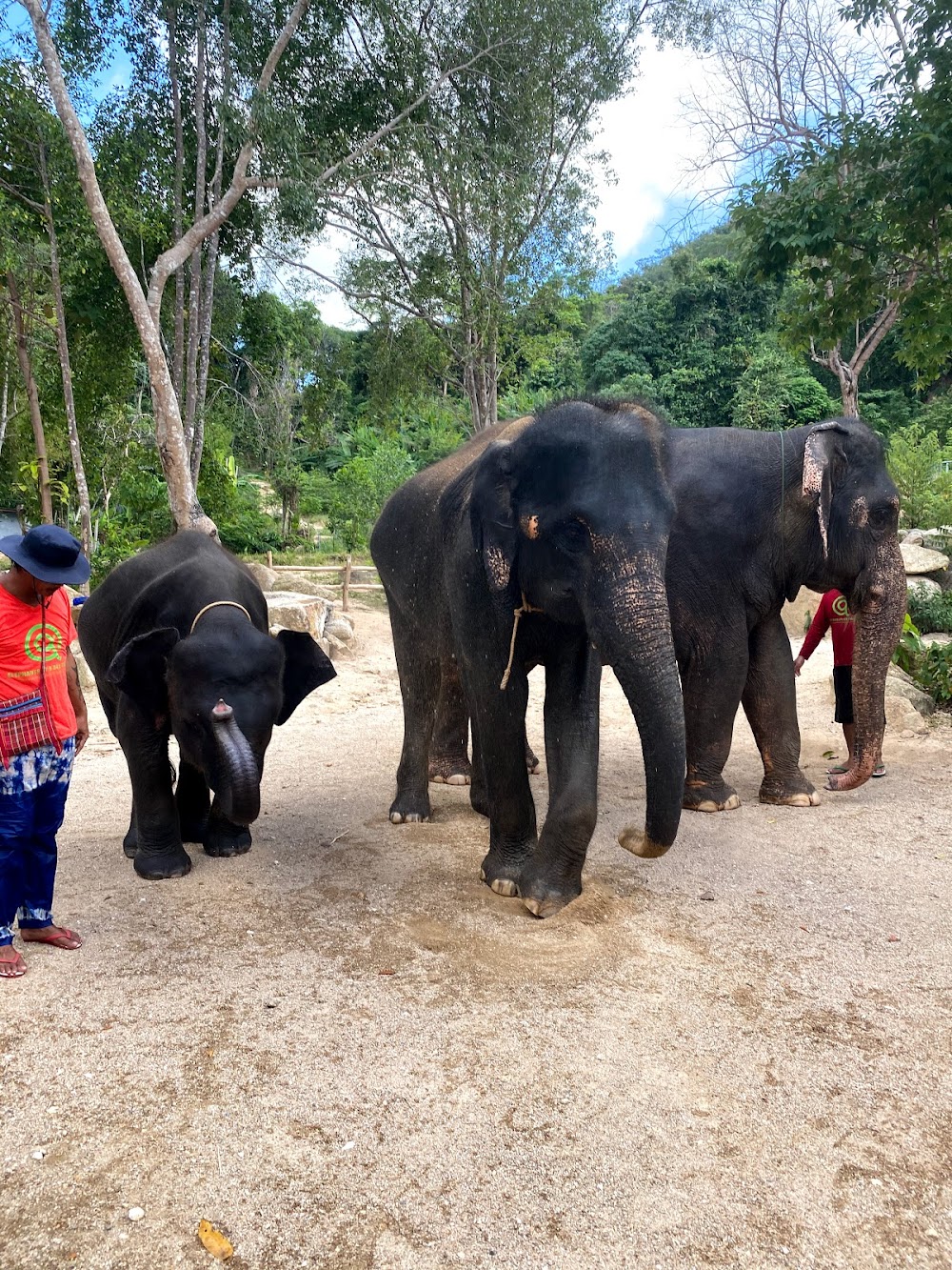 Elephants At 9 Dee Phuket