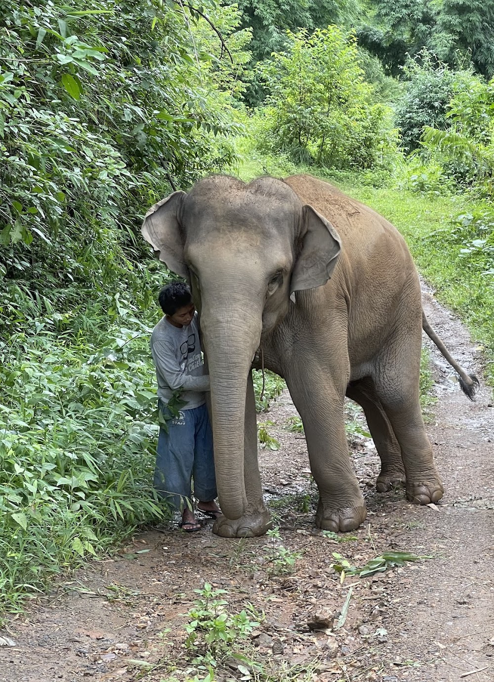 Elephants At Home