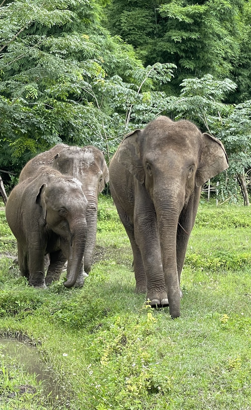 Elephants At Home