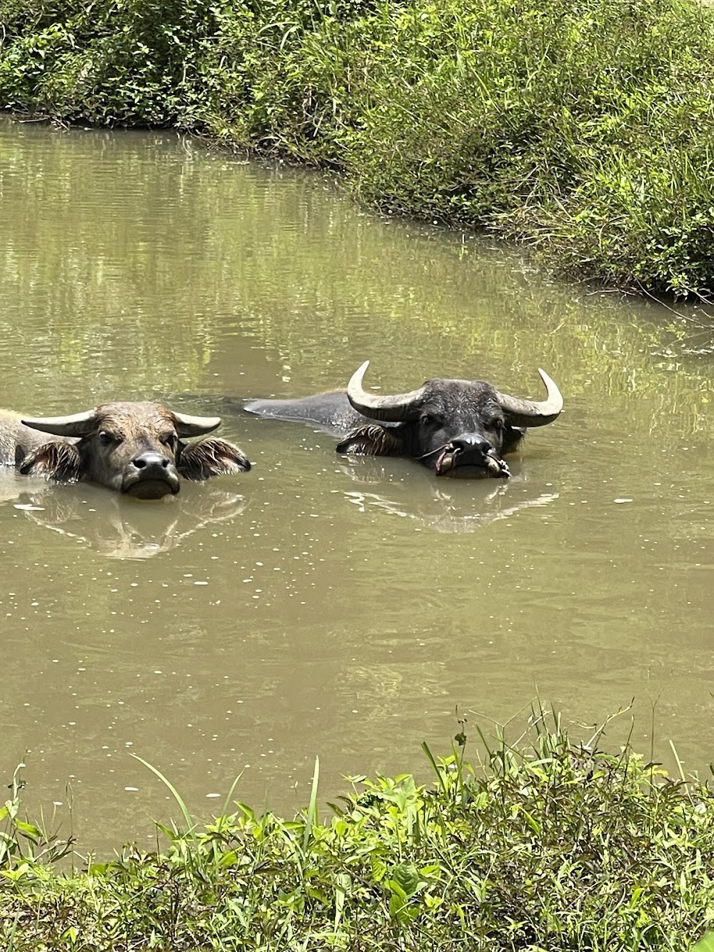 Elephants At Home