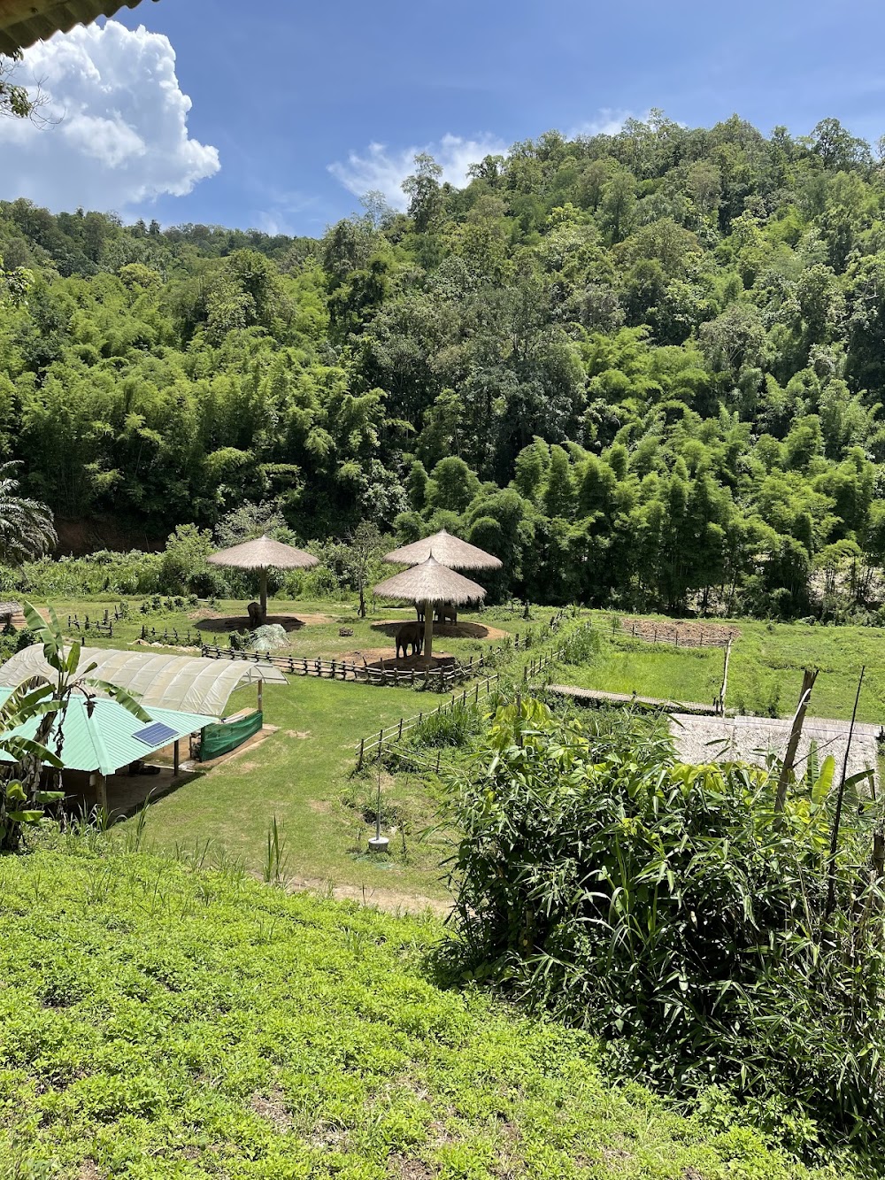 Elephants At Home