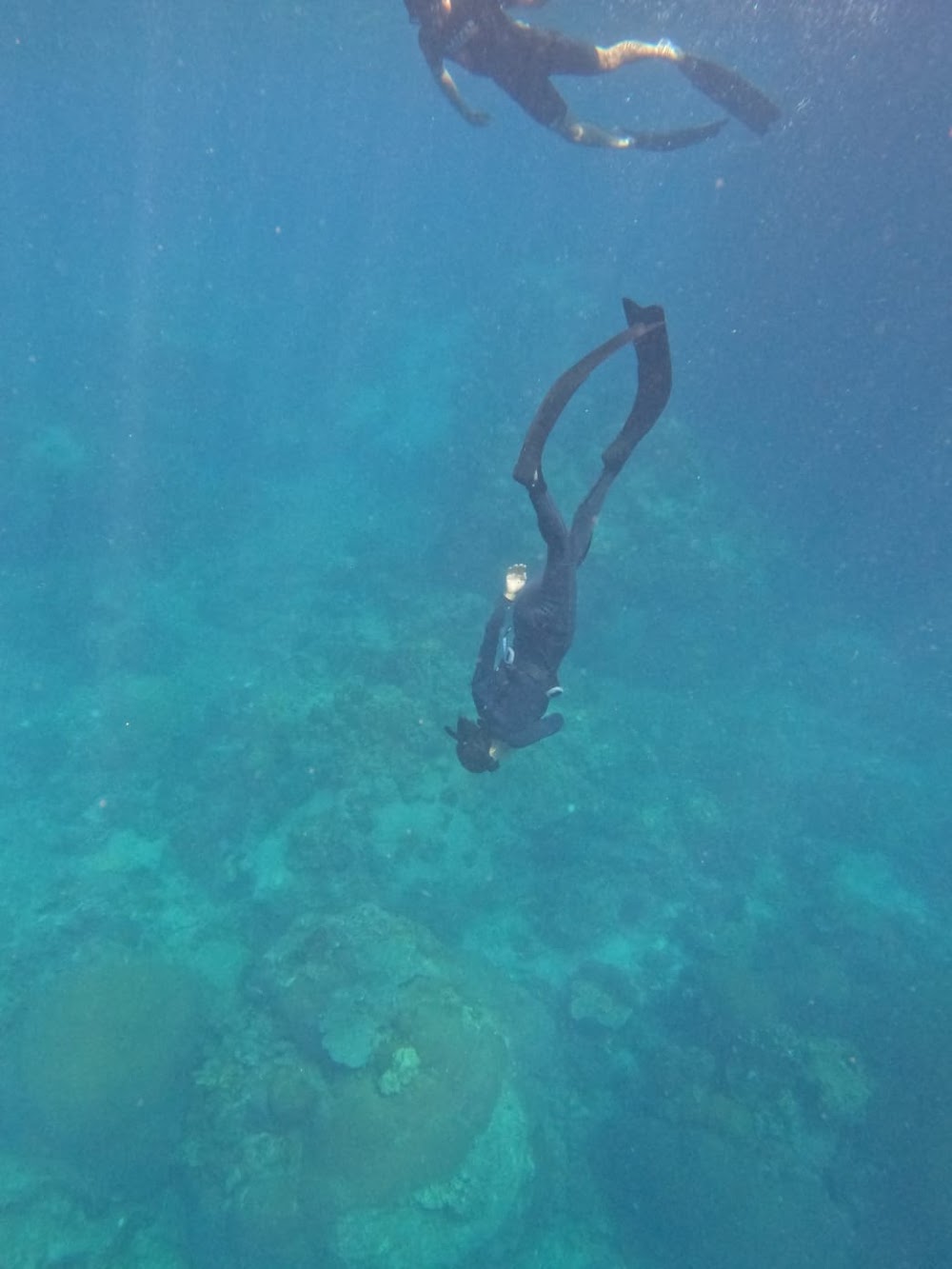 Freedive Koh Tao