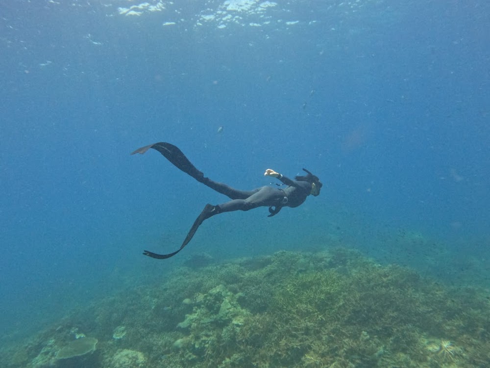 Freedive Koh Tao