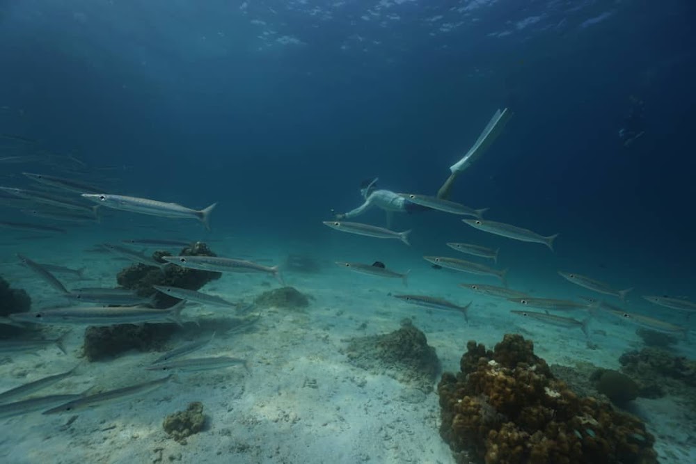 Freediving & Scuba Diving Center in Phuket : THE DIVE JOURNEY