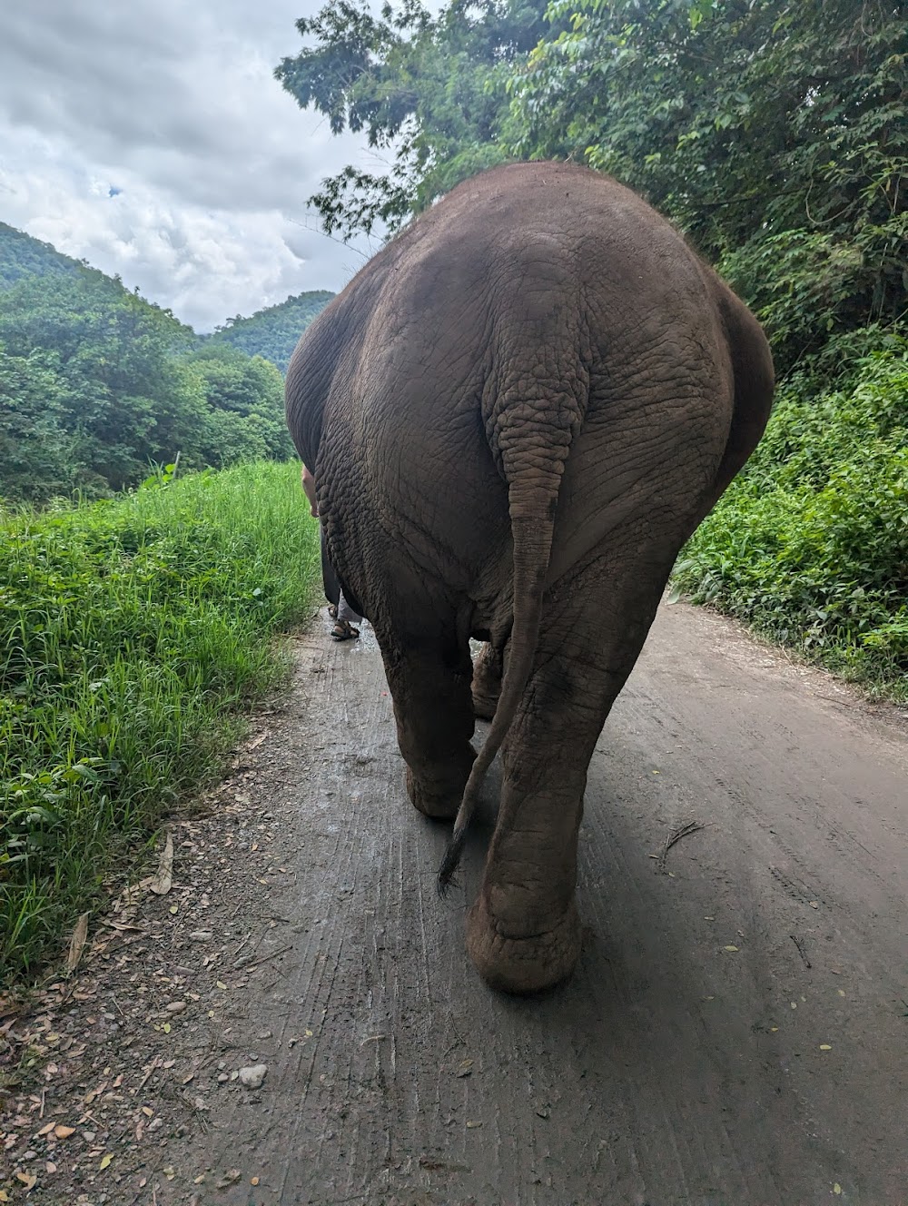 Happy Elephant Home