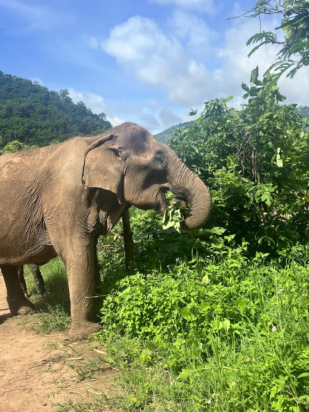 Happy Elephant Home