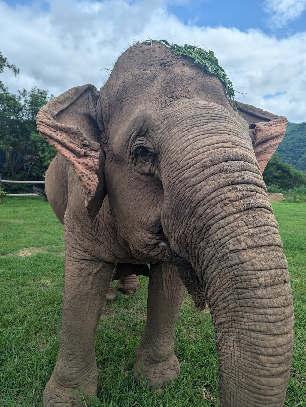 Happy Elephant Home