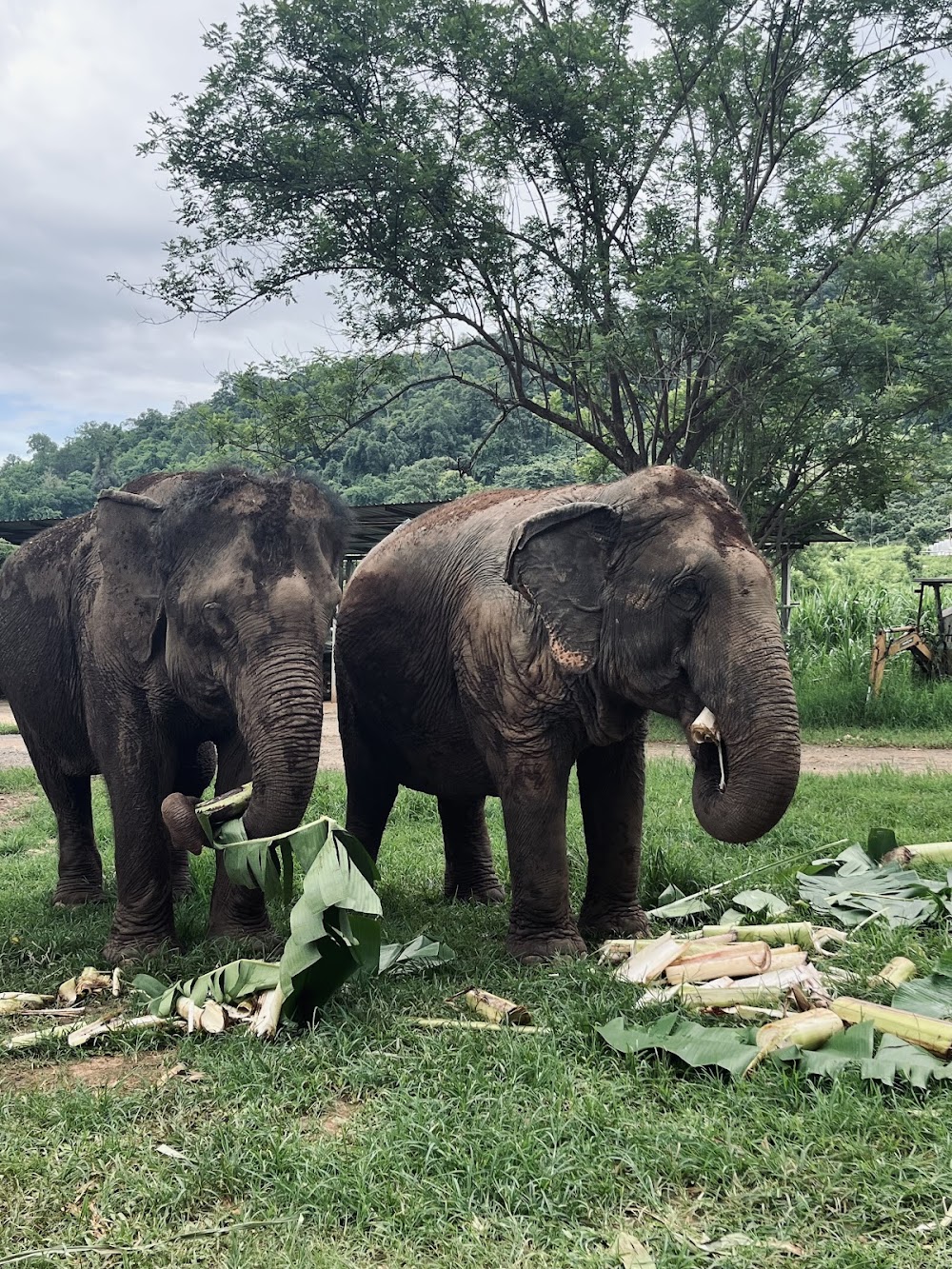 Happy Elephant Home