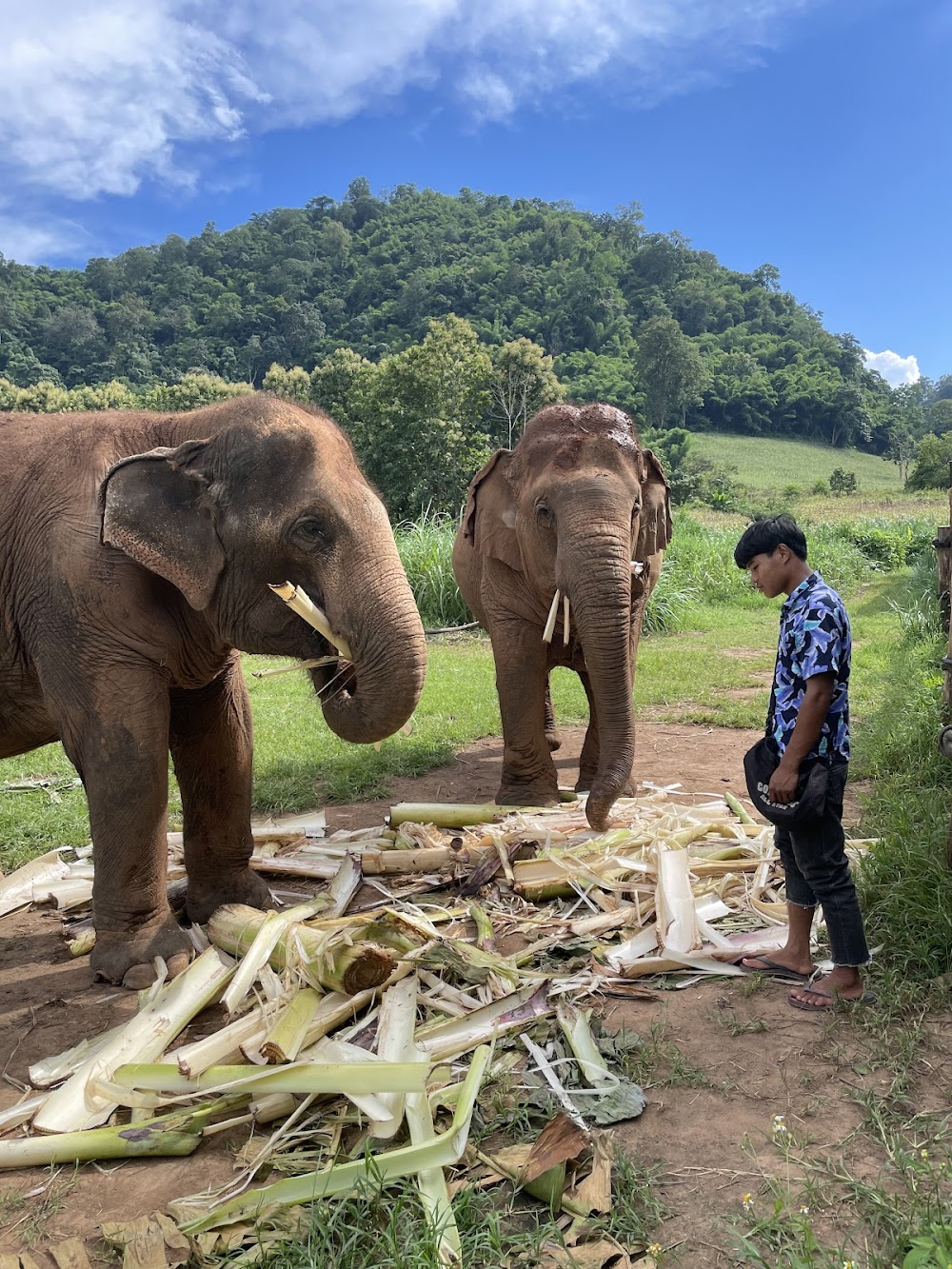 Happy Elephant Home