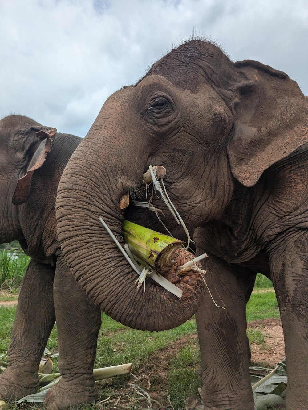 Happy Elephant Home
