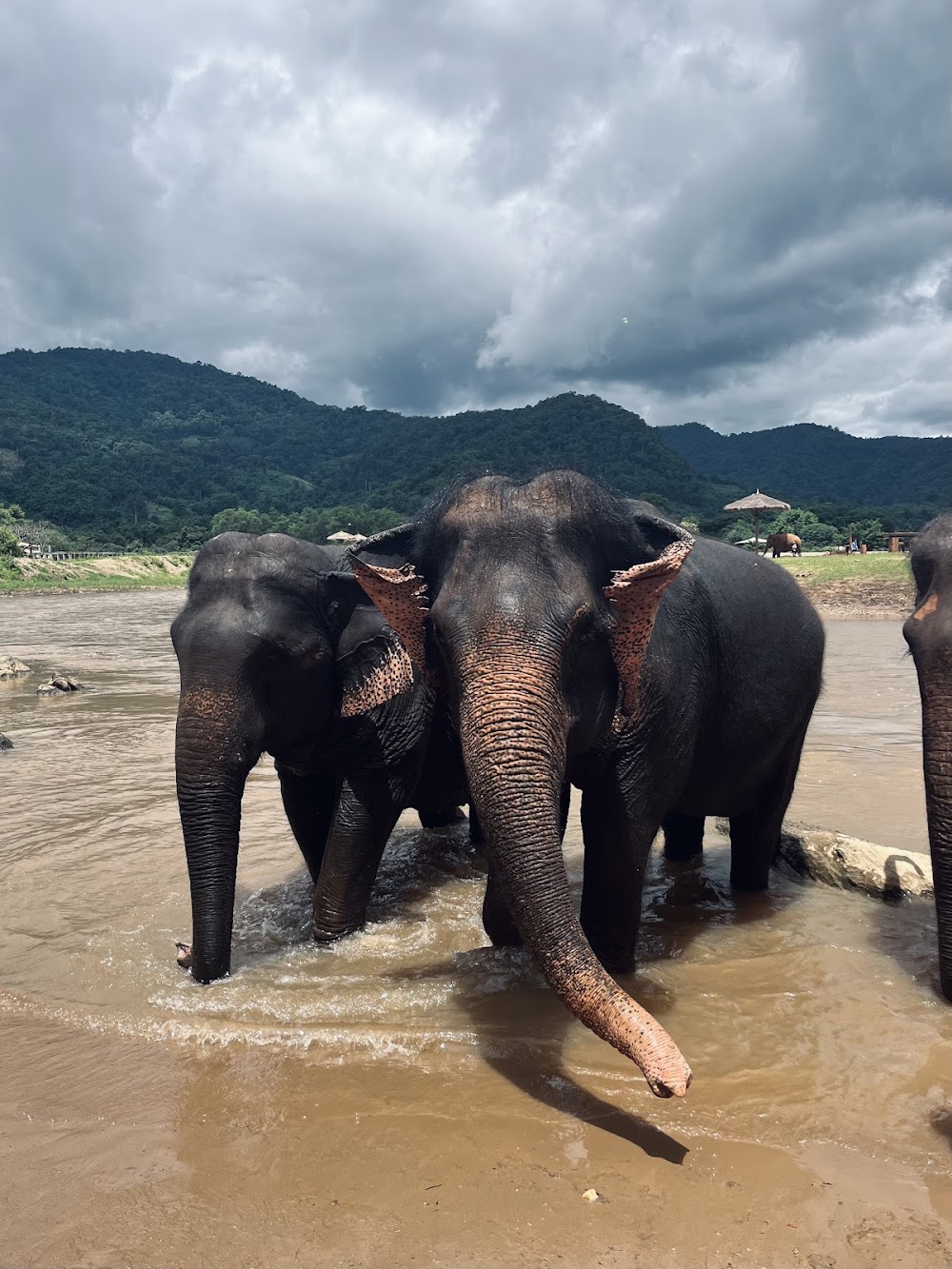 Happy Elephant Home