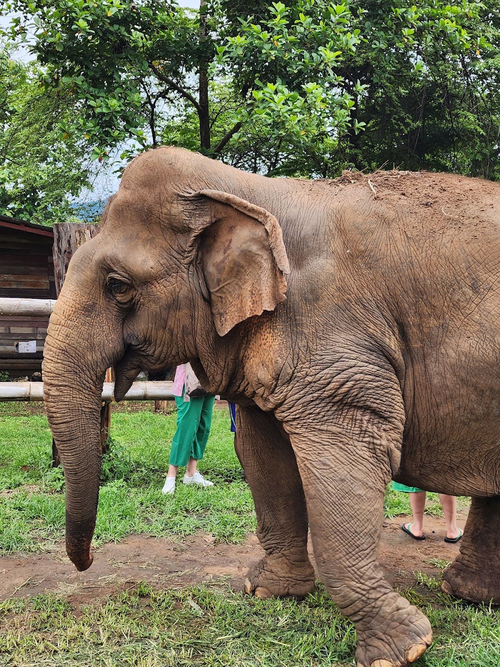 Happy Elephant Home