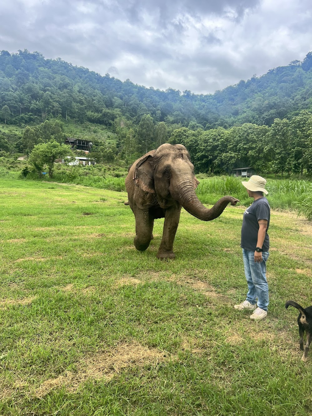 Happy Elephant Home
