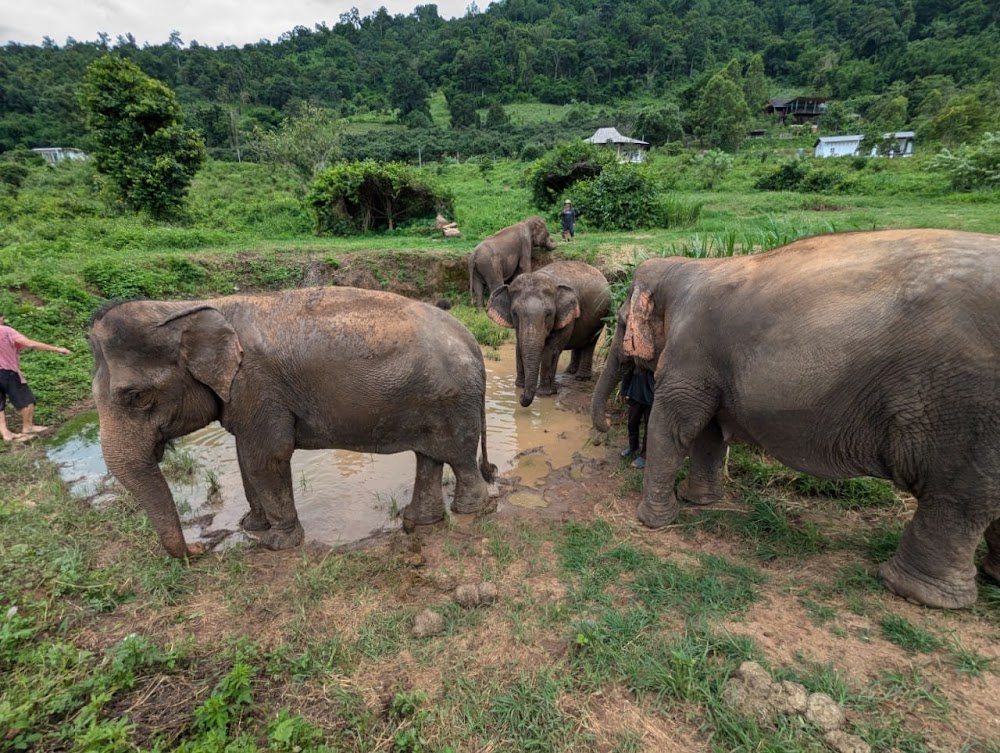 Happy Elephant Home