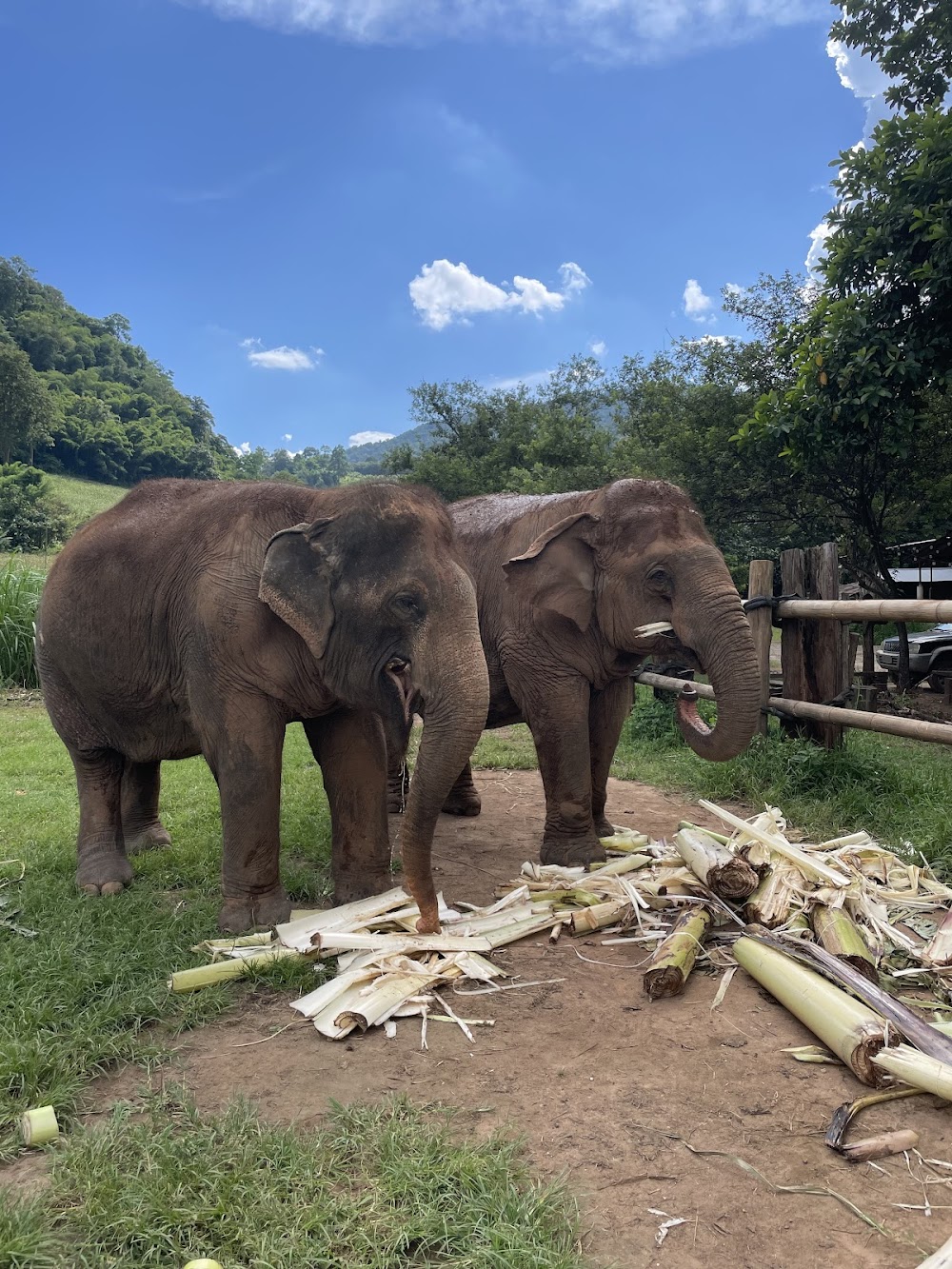 Happy Elephant Home