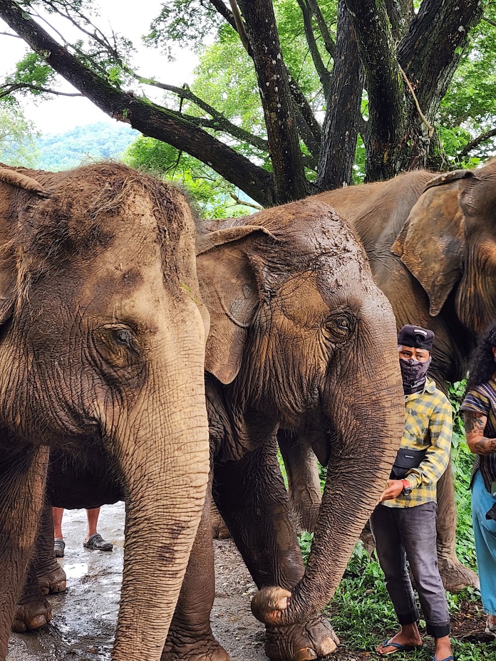 Happy Elephant Home