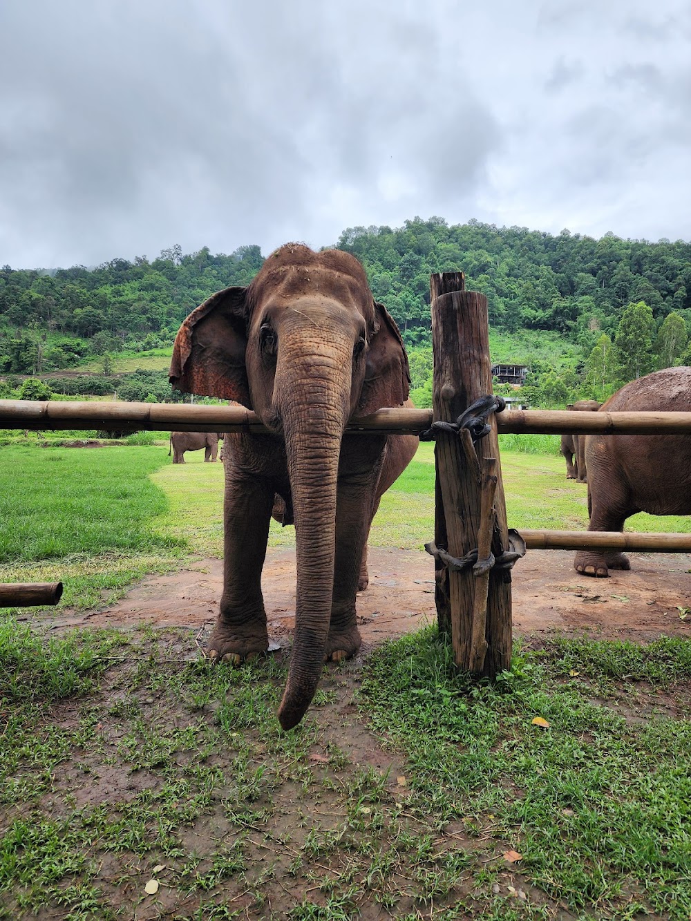 Happy Elephant Home