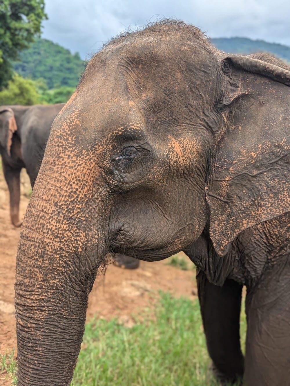 Happy Elephant Home