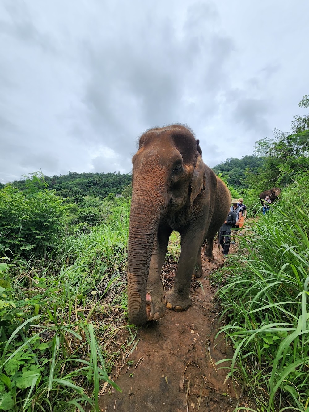 Happy Elephant Home