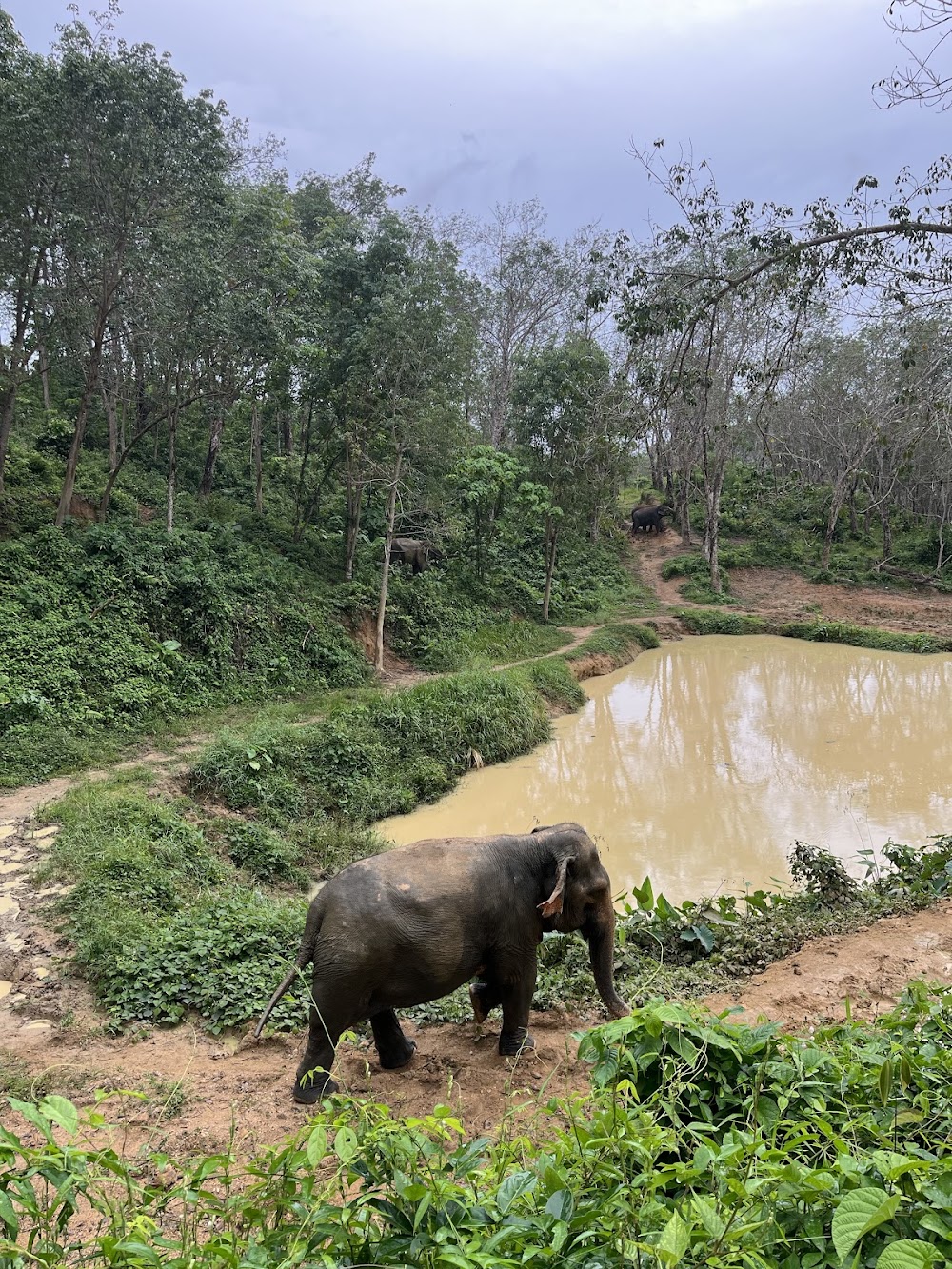 Hidden Forest Elephant Reserve