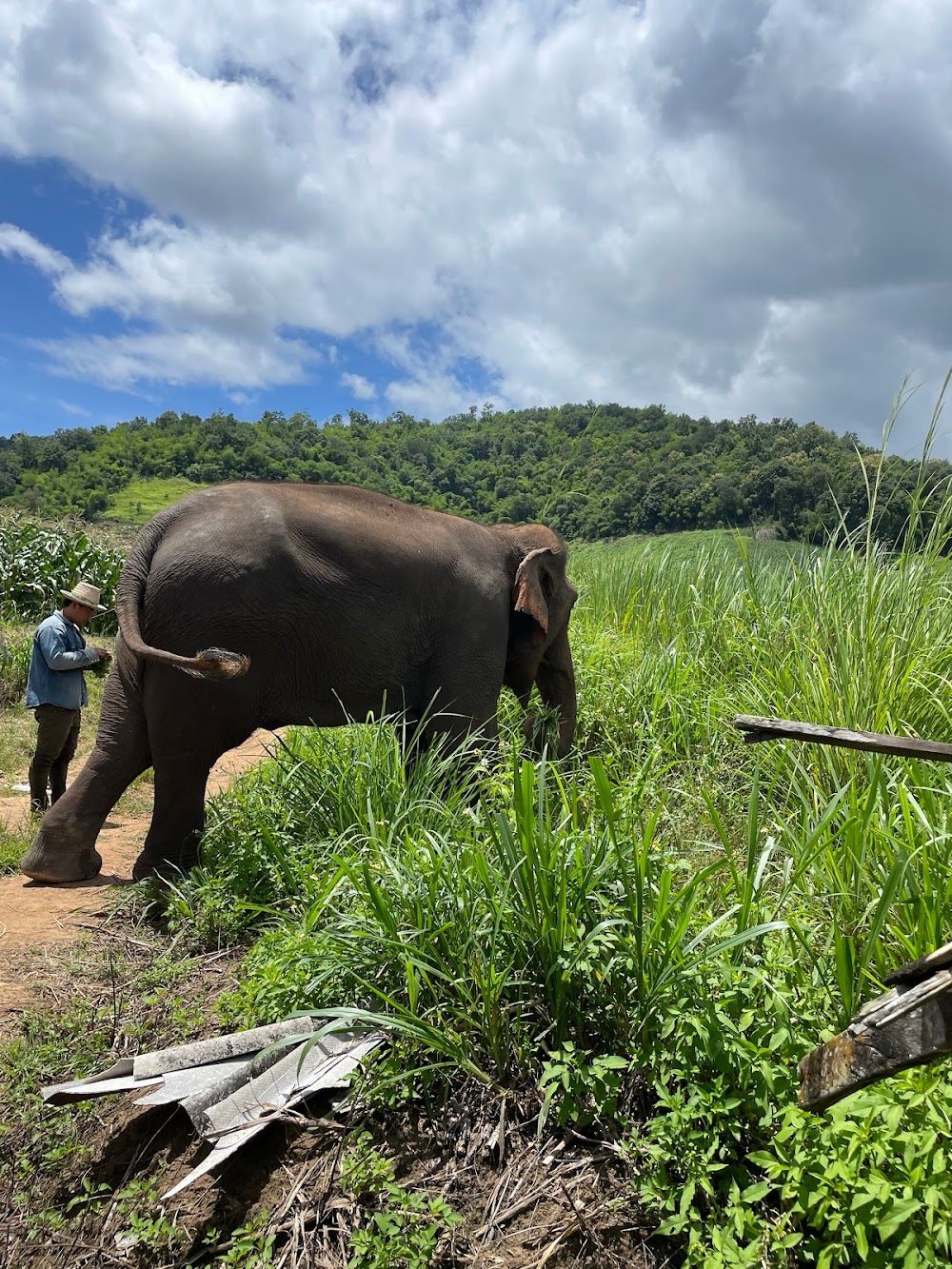 JohnnyBoy Elephant Care