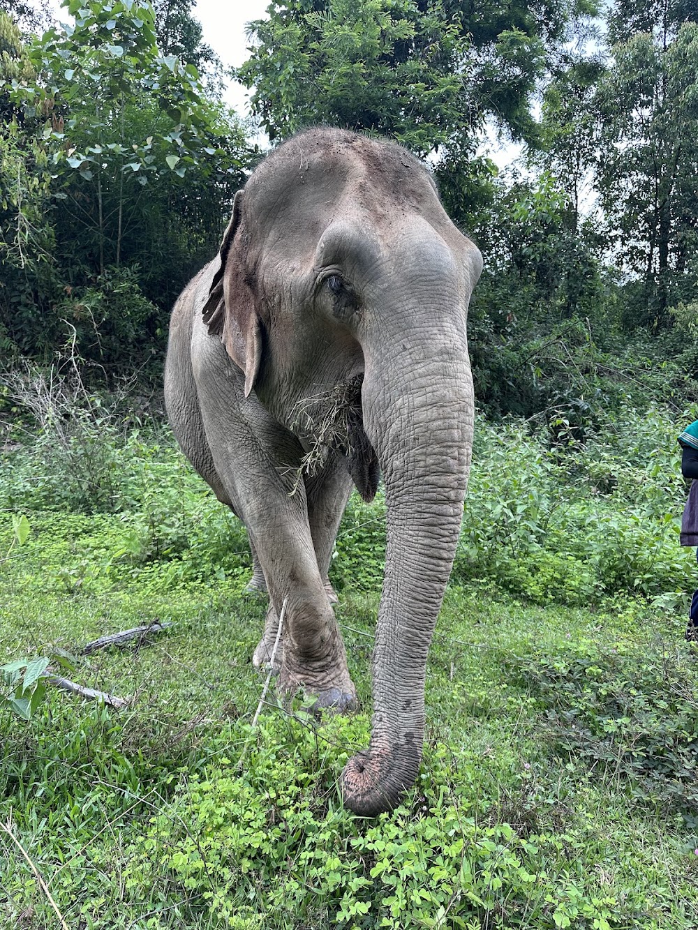 Joy Elephant Sanctuary
