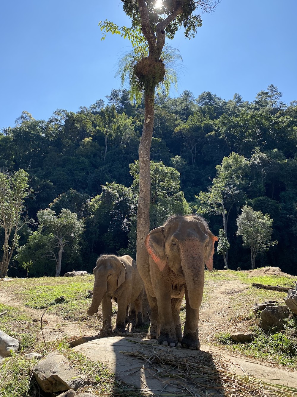 Joy Elephant Sanctuary