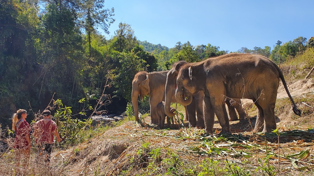Karen Elephant Habitat