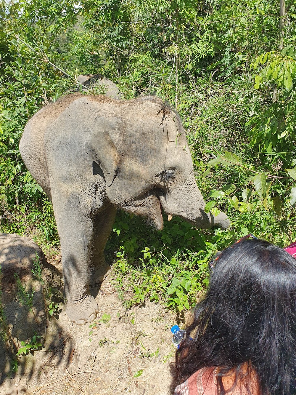 Karen Elephant Habitat