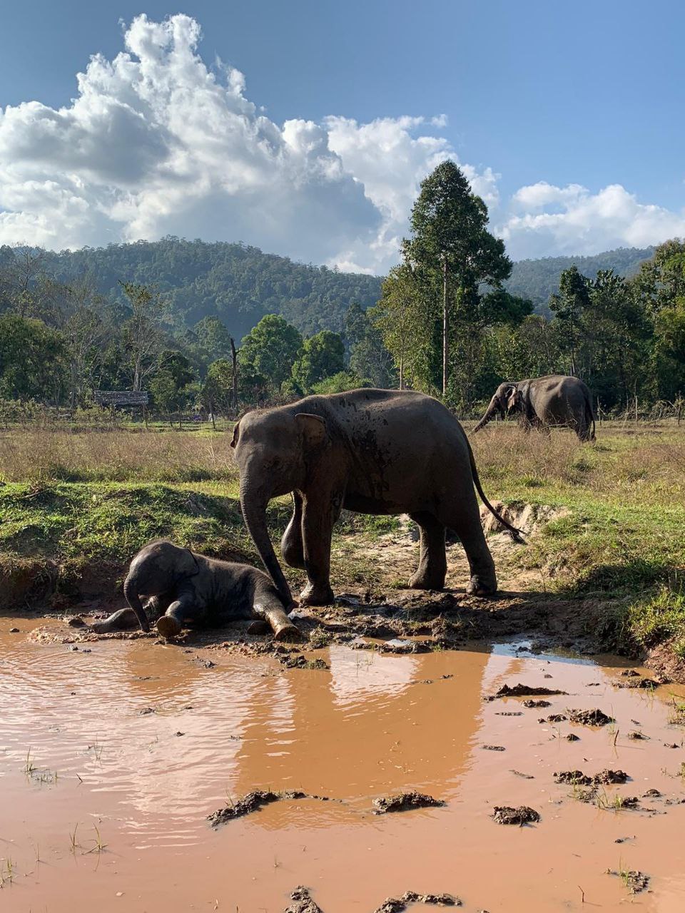 Karen Hilltribe Elephant Sanctuary