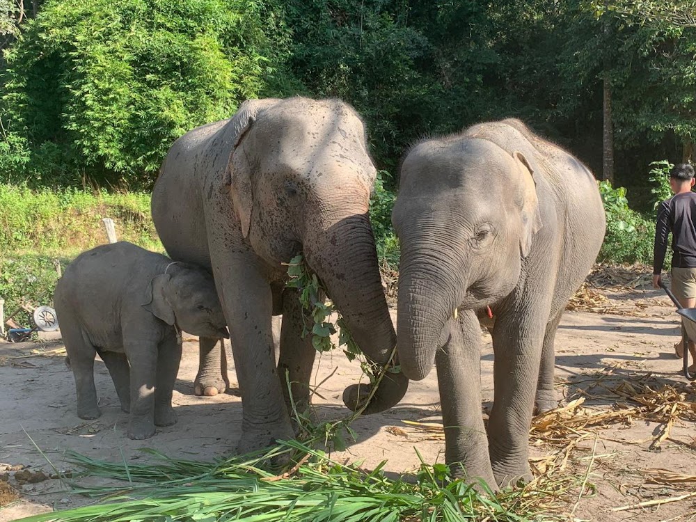 Karen Hilltribe Elephant Sanctuary