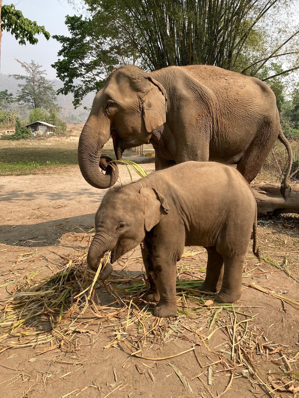 Karen Hilltribe Elephant Sanctuary