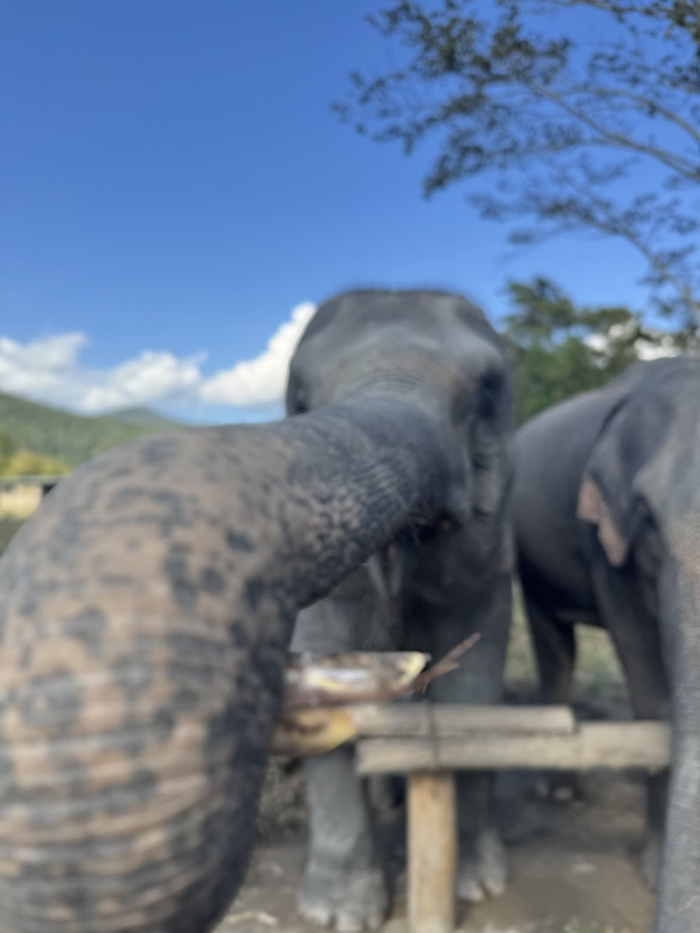 Karen Hilltribe Elephant Sanctuary