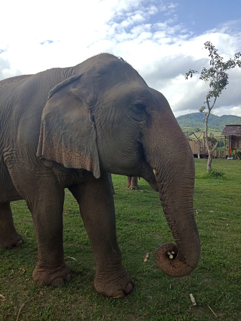 Karen Hilltribe Elephant Sanctuary