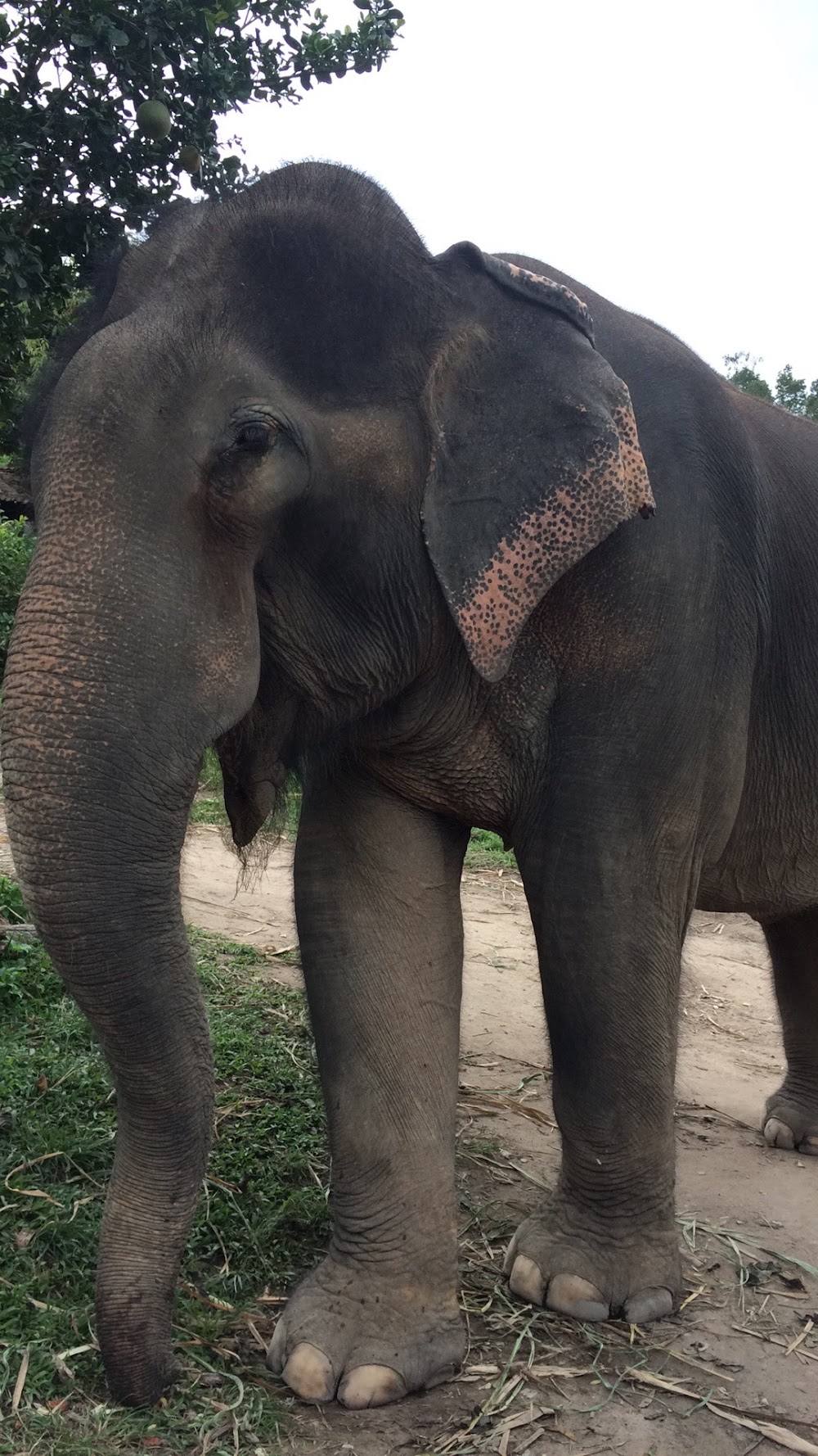 Karen Tribe Native Elephant