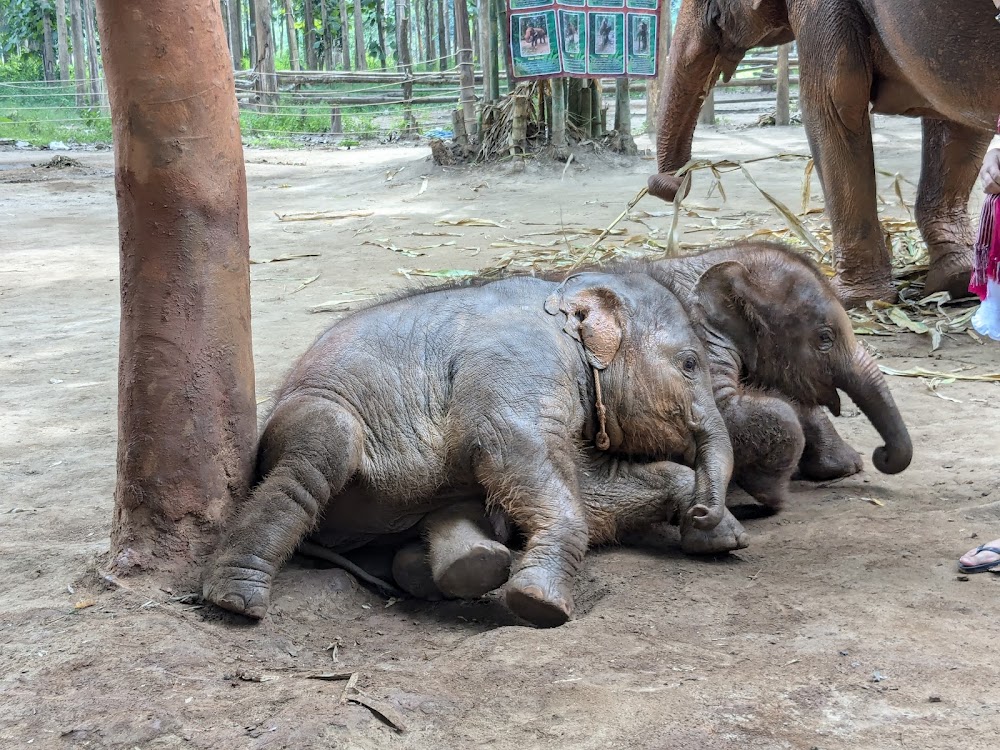 Kerchor Elephant Eco Park