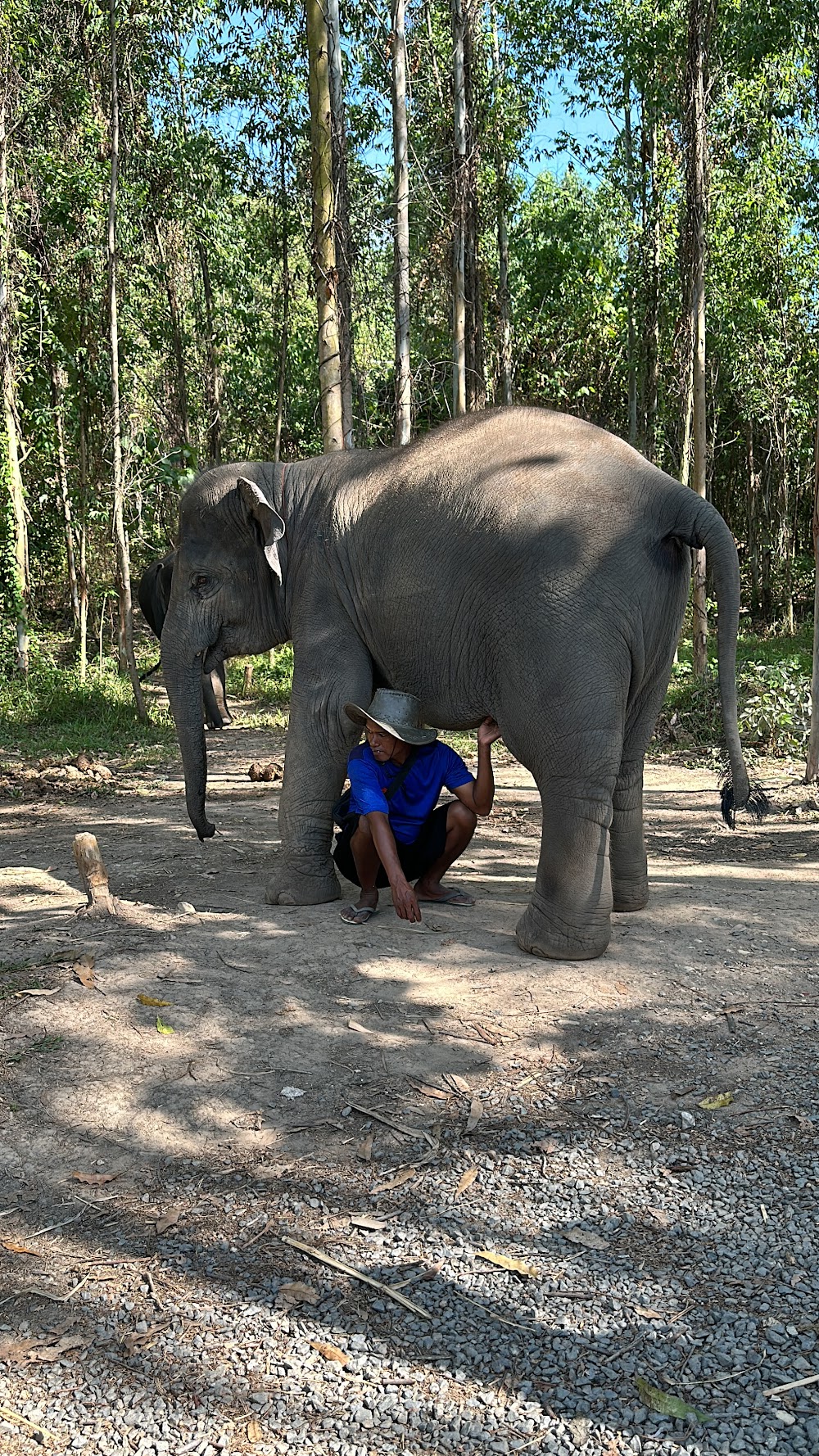 Kerchor Elephant Family Phuket