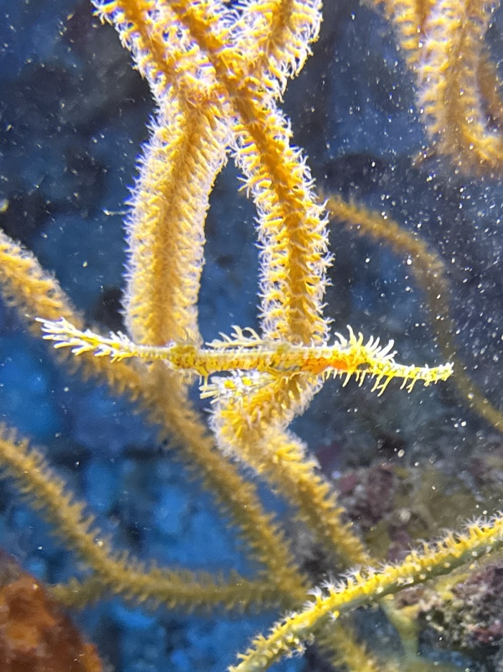 Khao Lak Explorer Diving Center