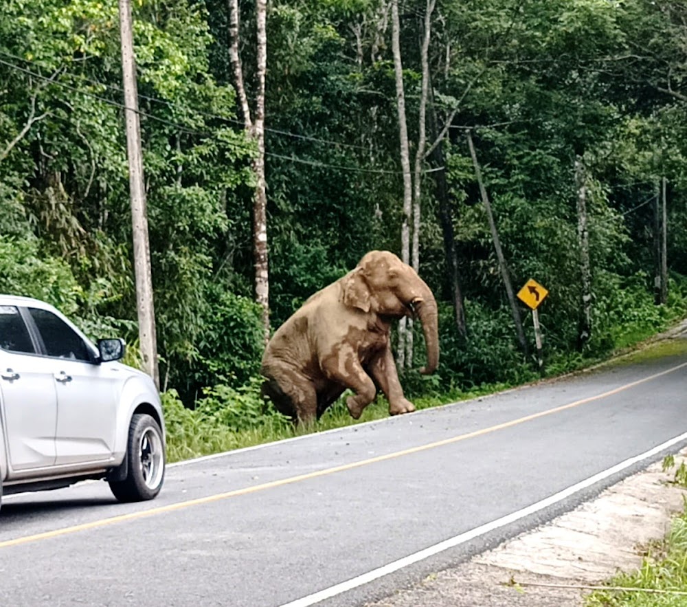 Khaoyai Jungle Tour and Photographer by Guide Jay