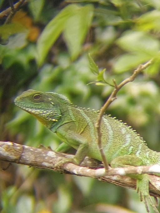 Khaoyai Jungle Tour and Photographer by Guide Jay